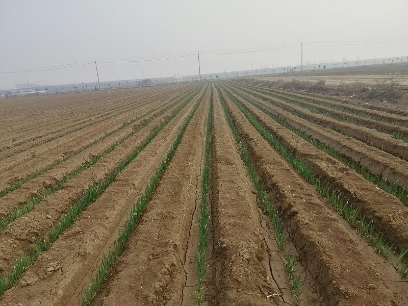 大蔥種植技術