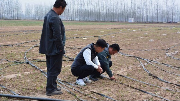 河南漯河臨潁500畝鋼蔥種植案例