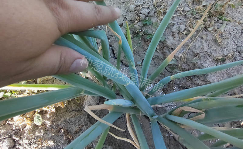 大蔥重茬病蟲(chóng)害