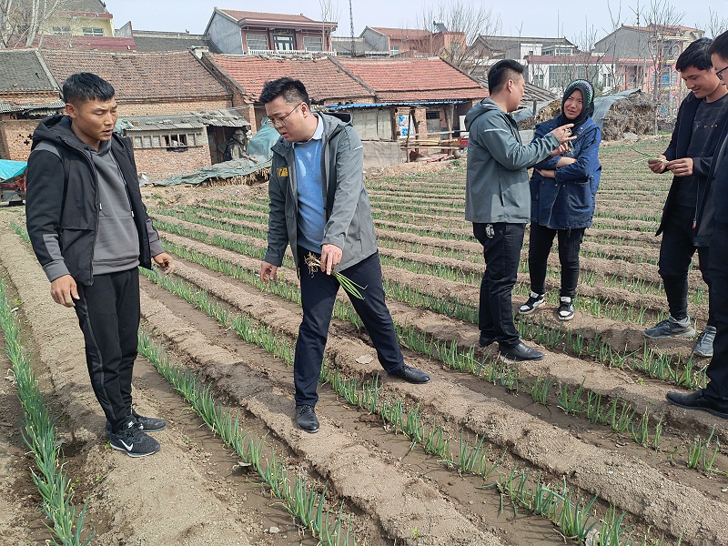 大蔥種植技術(shù)
