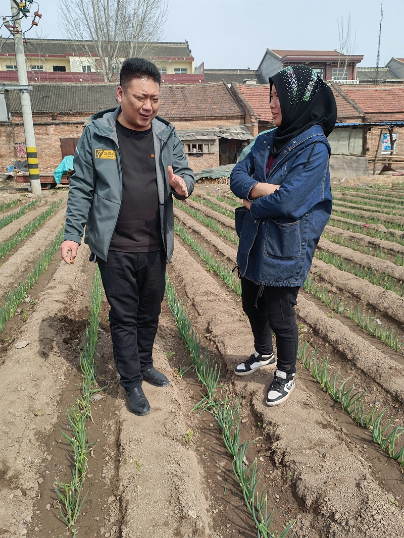 大蔥種植技術(shù)