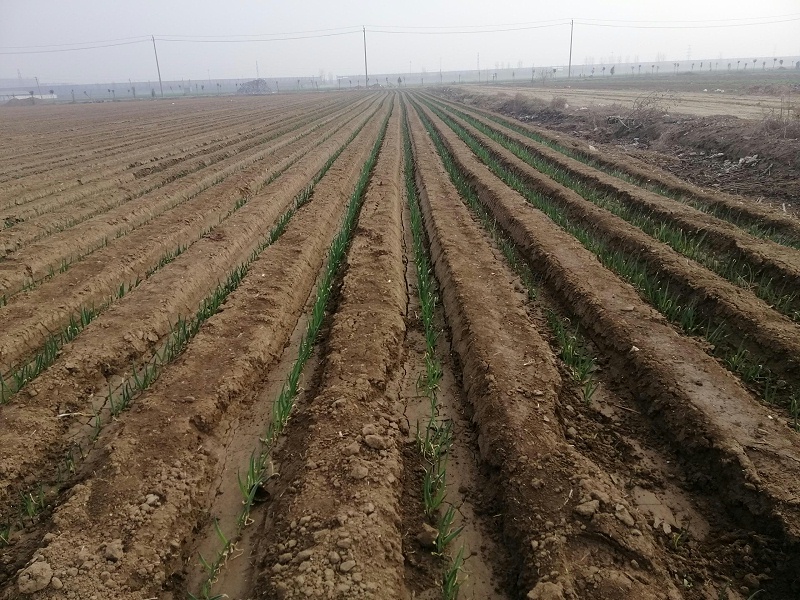 大蔥種植技術(shù)