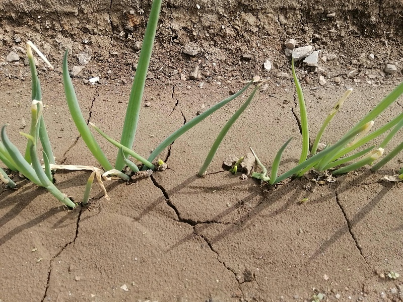 大蔥種植技術(shù)