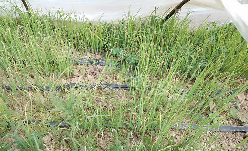 蔥根部生長對比