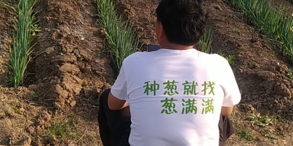 大蔥定植移栽應(yīng)該如何進(jìn)行施肥管理
