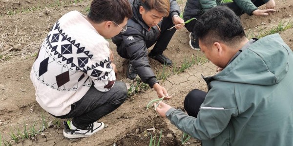 大蔥種植技術(shù)：大蔥選種-種蔥如何選好種子