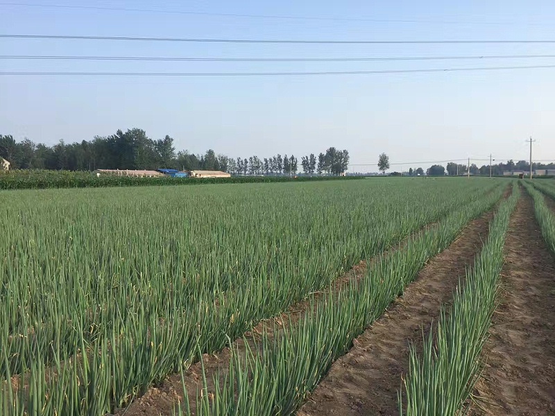 大蔥種植技術
