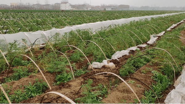 大蔥種植技術(shù)