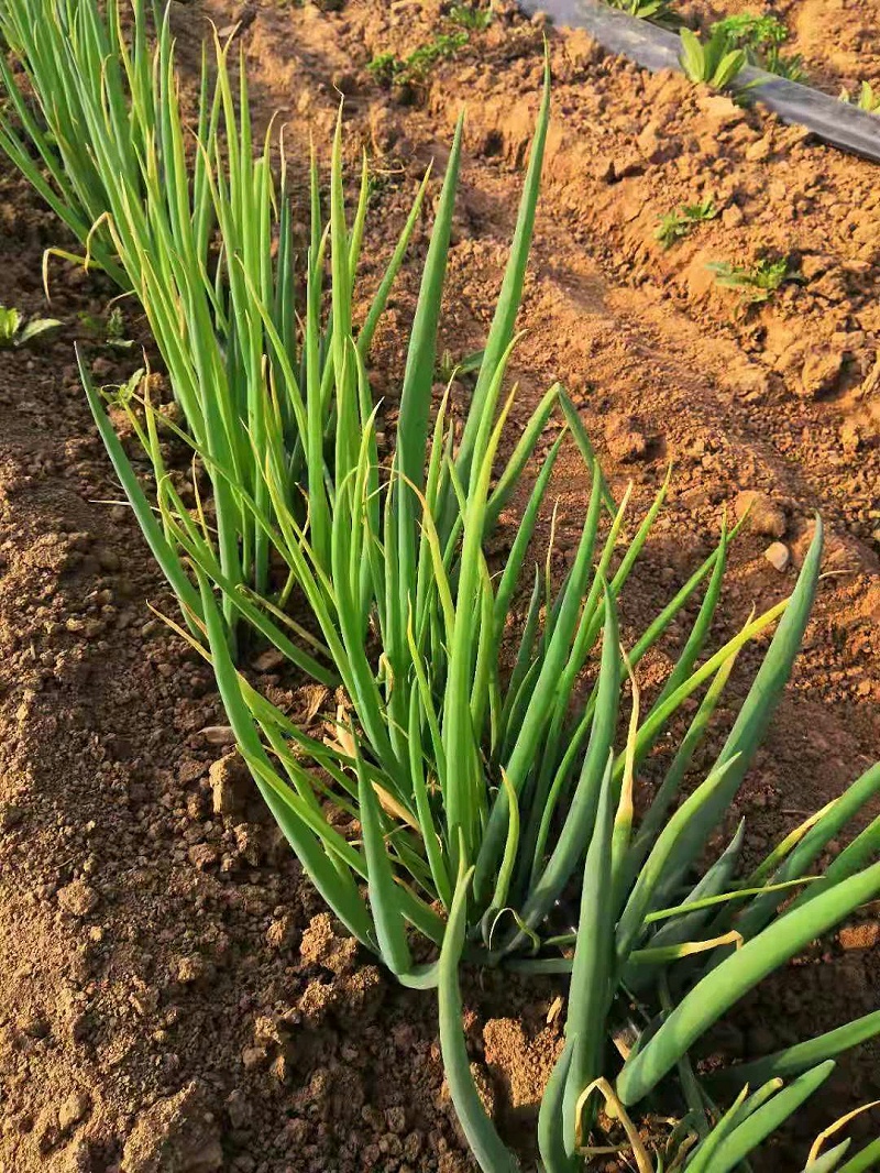 大蔥種植技術(shù)