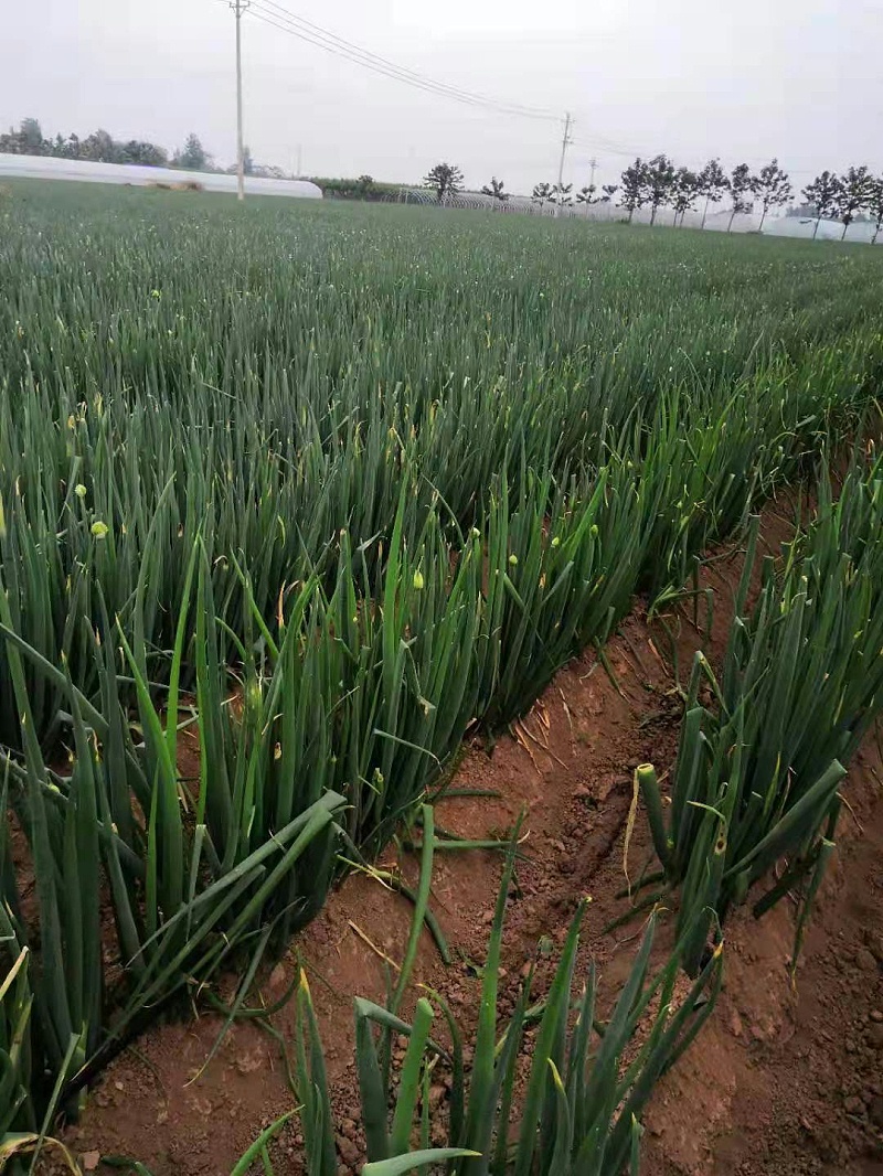 大蔥種植技術(shù)
