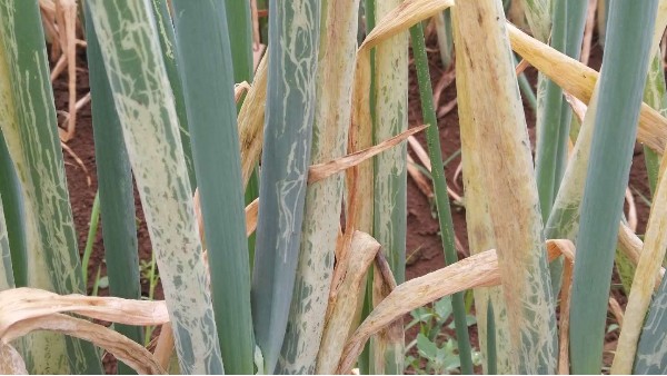 種植大蔥如何預(yù)防蔥薊馬和斑潛蠅
