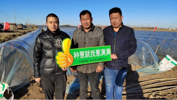 山東東營50畝鋼蔥技術(shù)支持