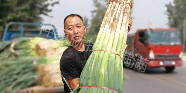 蔥滿滿線下技術(shù)指導(dǎo)紀(jì)實(shí)：濮陽基地